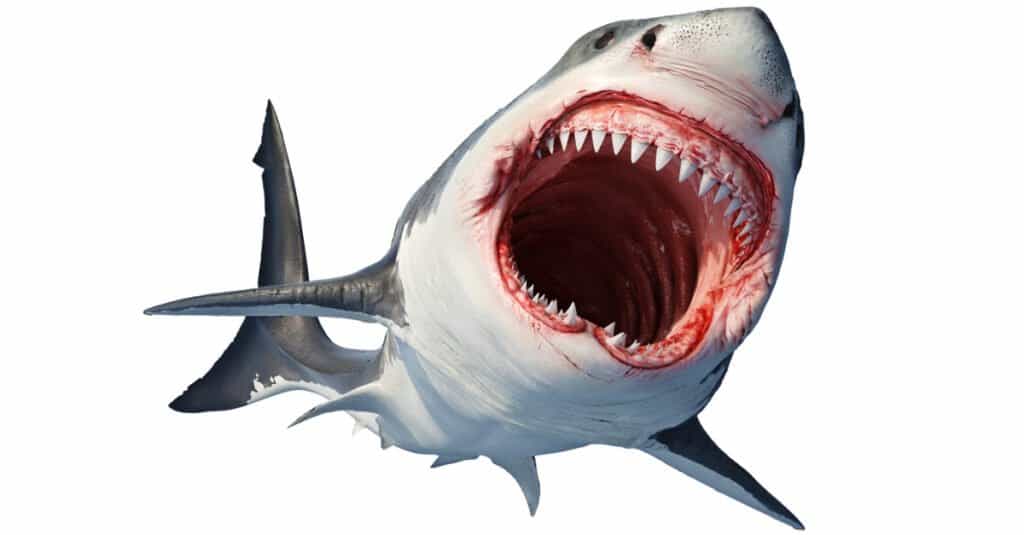 Grandi denti di squalo bianco - Squalo bianco