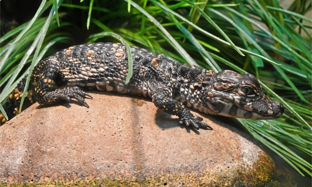 Giovane alligatore cinese che si crogiola al sole su una roccia
