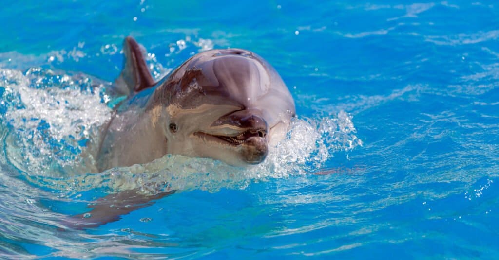 delfino tursiope che nuota nell'acqua