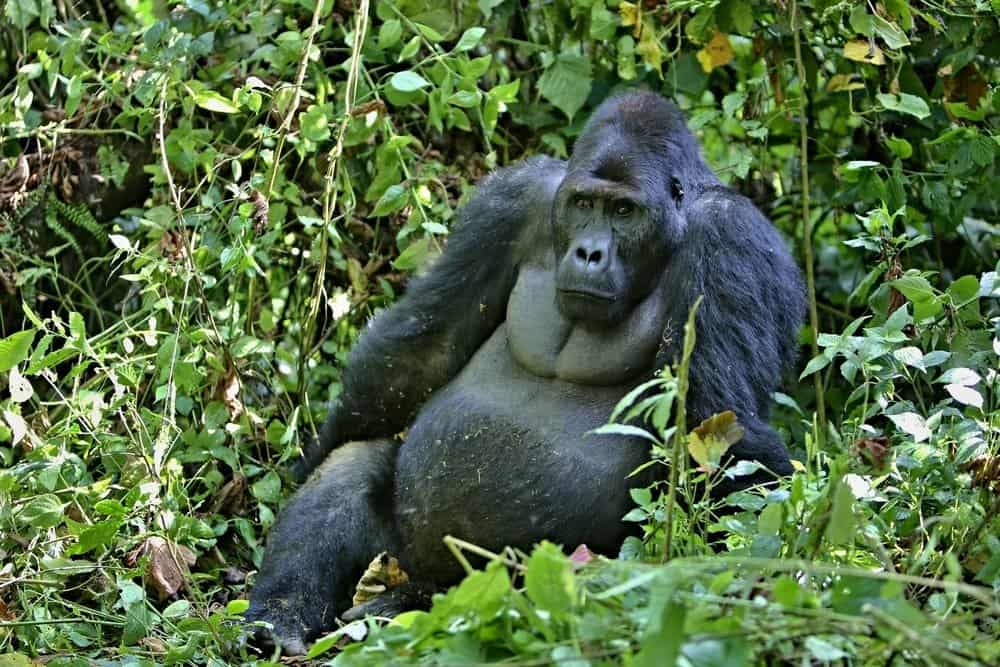Gorilla di pianura orientale che giace in una vegetazione lussureggiante