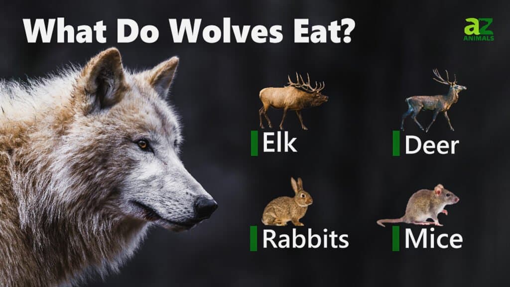 Cosa mangiano i lupi
