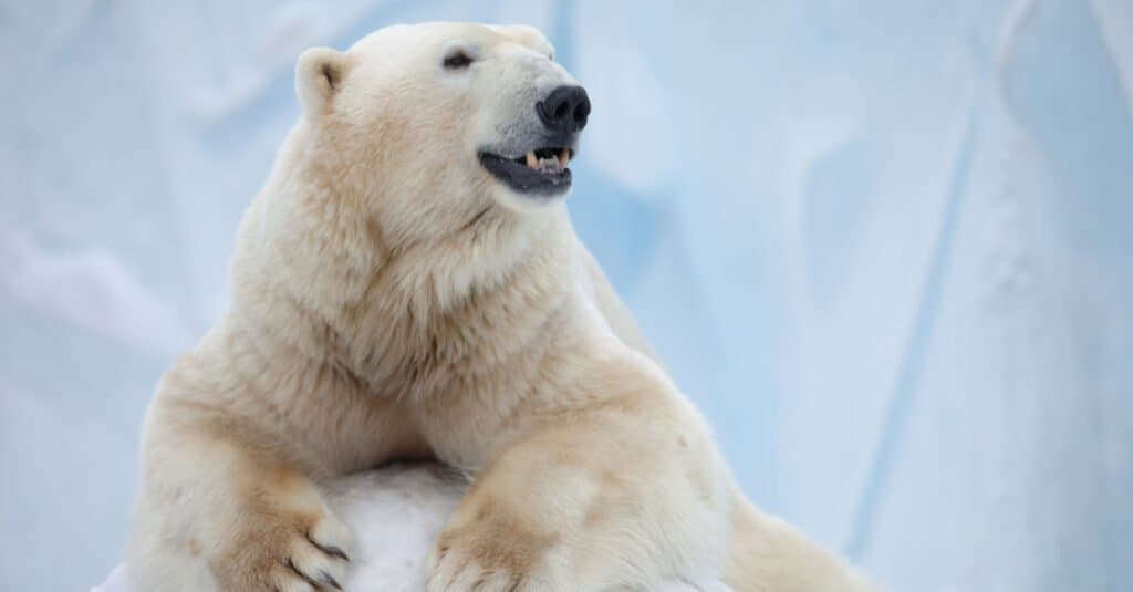 orso polare vs orso kodiak
