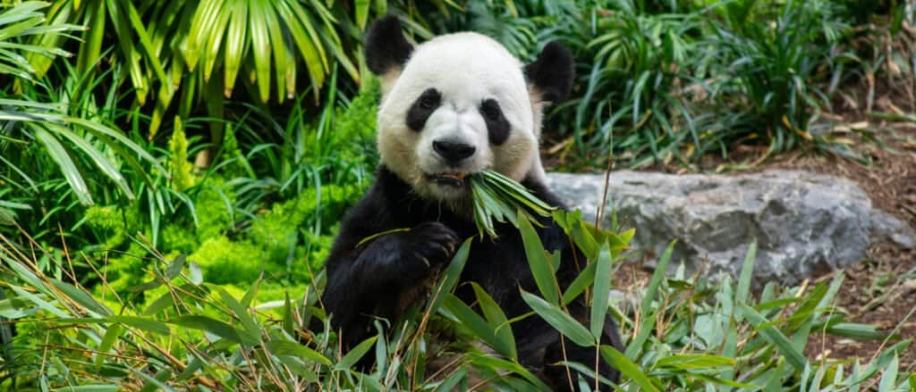 panda gigante che mangia verdure