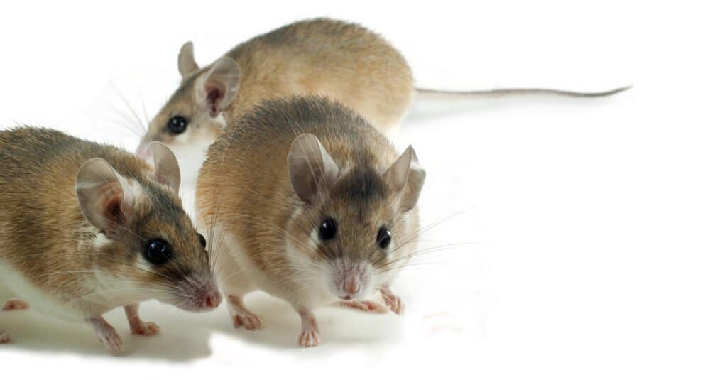 I ratti più grandi sono ratti spinosi rossi 