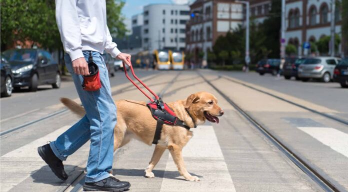 Quanto costa addestrare un cane guida?
