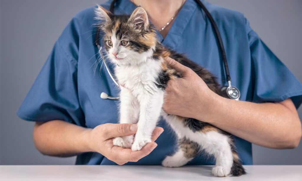 Veterinario che esamina un gattino
