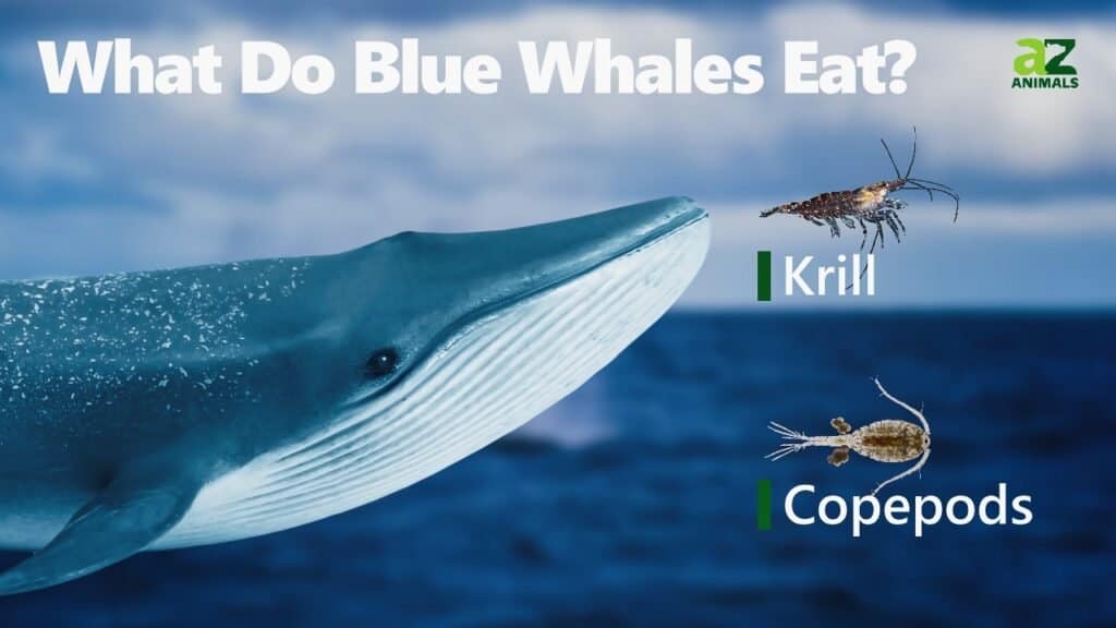 Cosa mangiano le balenottere azzurre