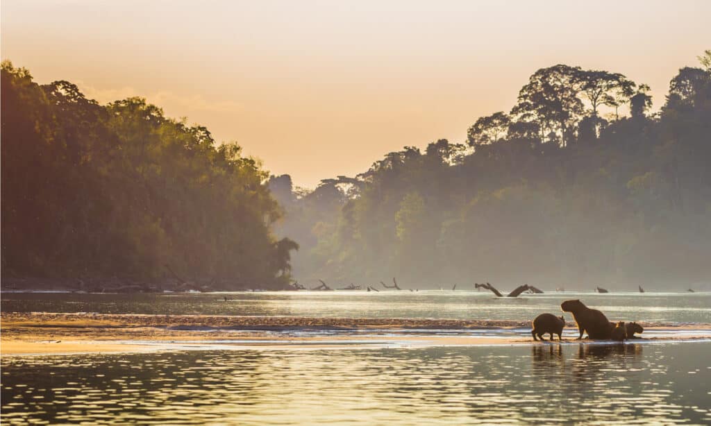 Rio delle Amazzoni con capibara