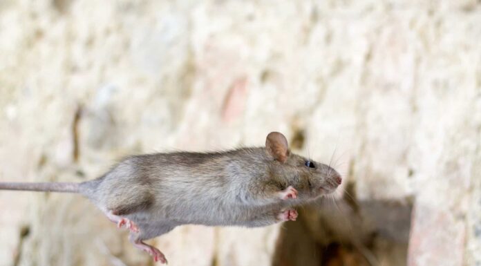  Quanto in alto possono saltare i topi?  Sì, questa è una cosa
