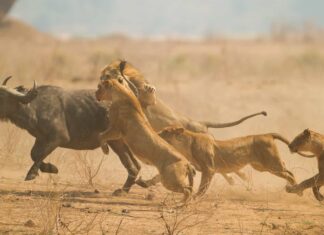 African Buffalo (Syncerus caffer) being caught by Lions (Panthera leo).