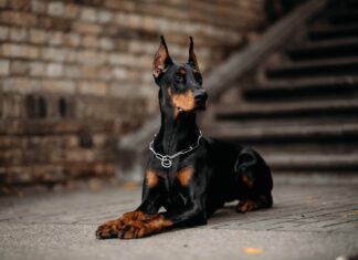 Questo doberman guarda Michael Jackson e imita i movimenti
