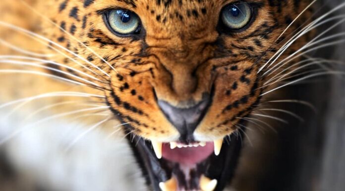 Questo giovane cacciatore di leopardi non ha idea di essere il bersaglio
