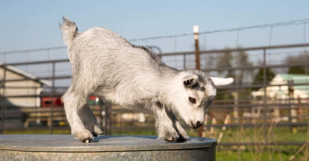 A American Pygmy Goat piace giocare e riposare.