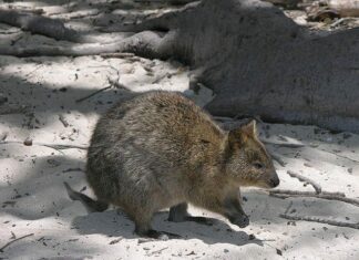 Quokka
