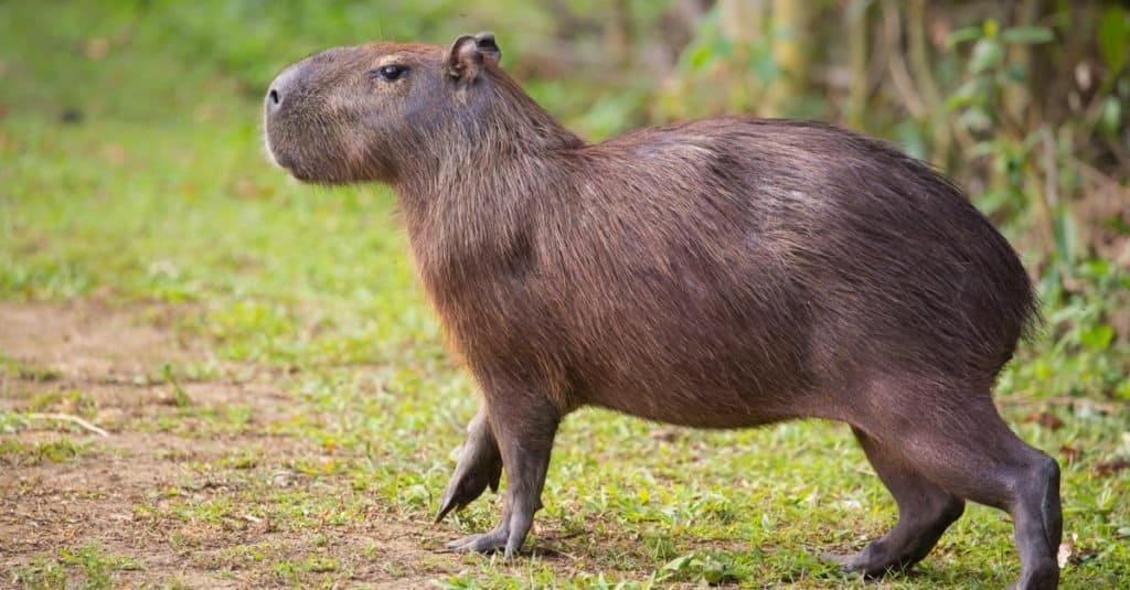 i 10 migliori animali domestici non tradizionali - Capibara