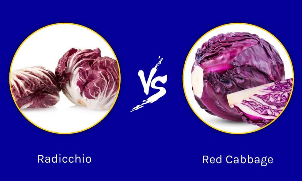 Radicchio vs Cavolo Rosso