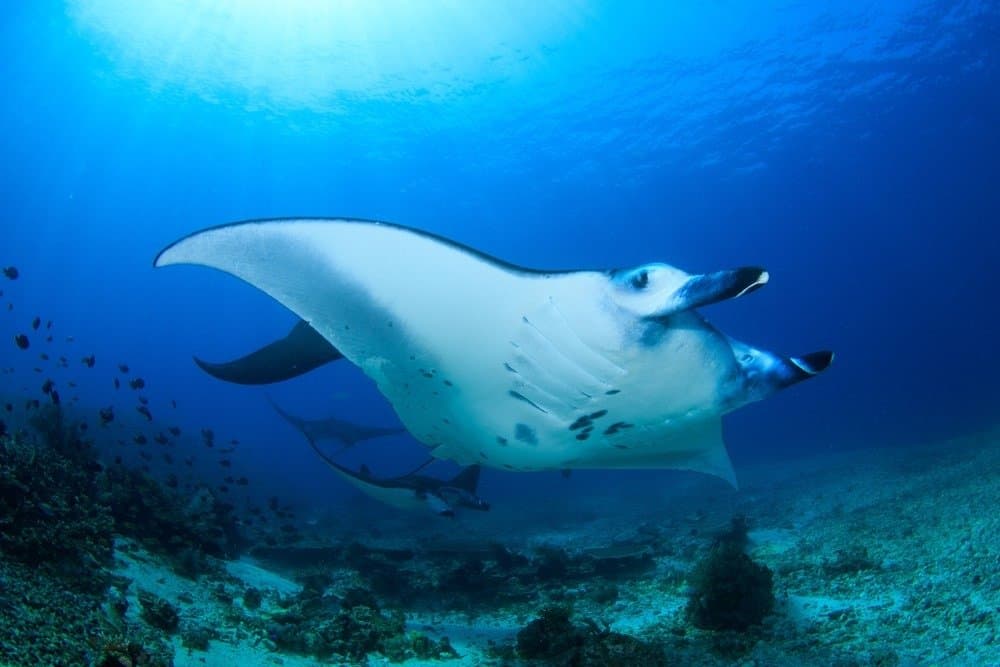 Reef Manta Rays in una formazione di accoppiamento con diversi maschi che seguono una femmina matura, Parco Nazionale di Komodo, Indonesia