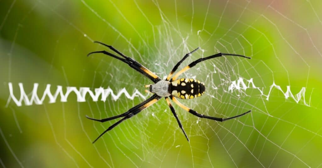 scrivendo ragno nel web