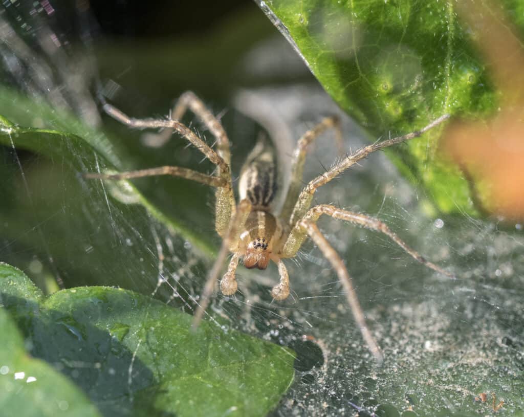 Imbuto Weaver Spider in attesa di preda nel web in giardino
