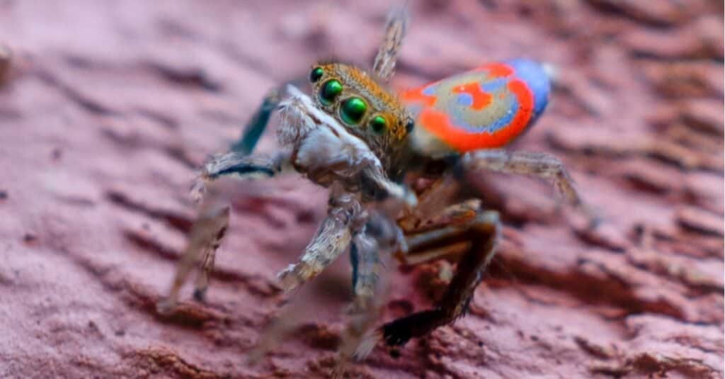 Un curioso ragno pavone comune.