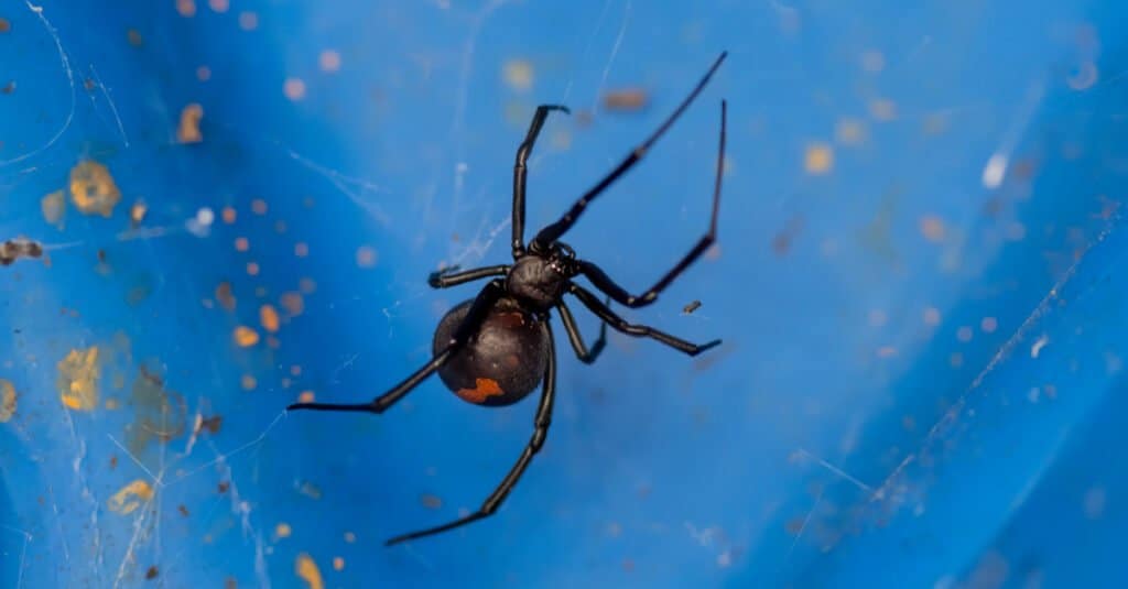 Redback Spider vs ragno vedova nera