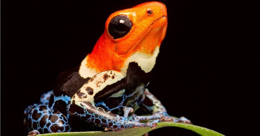 testa rossa veleno dardo rana Ranitomeya fantastica anfibio tropicale dalla giungla amazzonica in Perù.