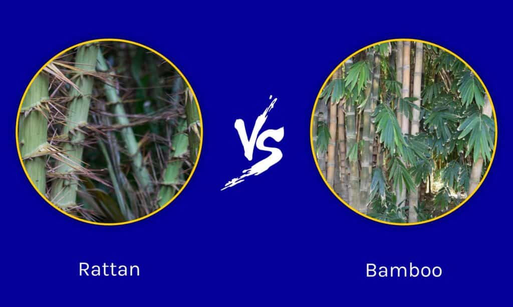 Rattan contro bambù