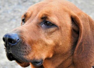 Redbone Coonhound
