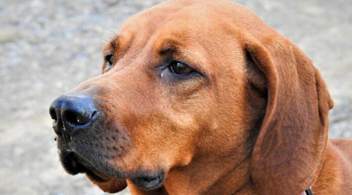 Redbone Coonhound
