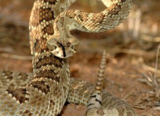 Resa dei conti con il serpente velenoso: Western Diamondback contro Mojave Rattlesnake
