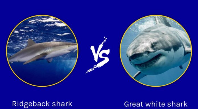 Ridgeback squalo martello contro il grande squalo bianco
