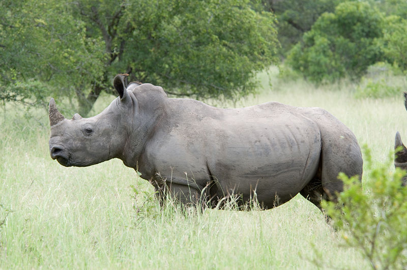 Vista profilo di rinoceronte bianco