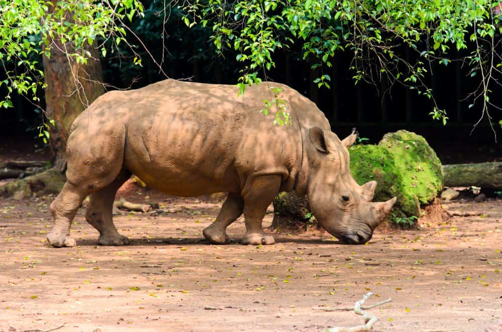 Rinoceronte di Sumatra (Dicerorhinus Sumatrensis) - in piedi