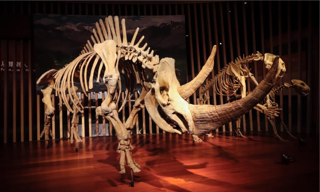 Fossile di rinoceronte lanoso (Coelodonta antiquitatis) al Museo di Storia Naturale di Shanghai.  Il rinoceronte lanoso si estinse durante l'ultimo periodo glaciale circa 10.000 anni fa.