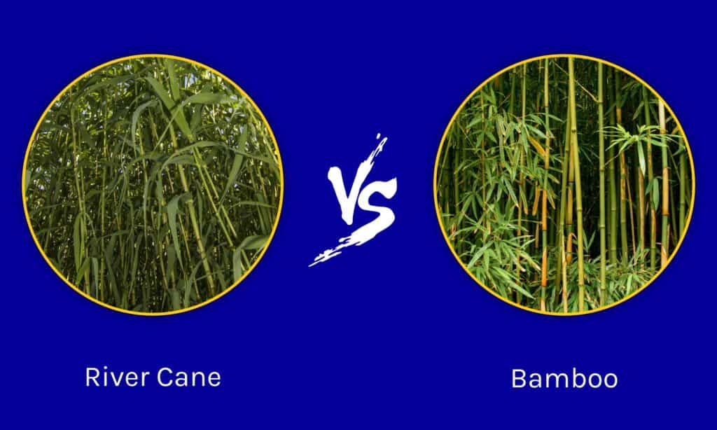 Canna di fiume contro bambù