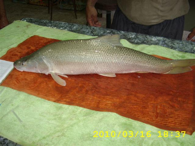 Pesce Manga