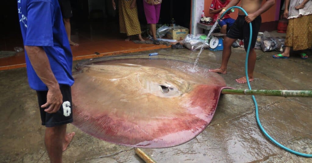 River Monsters: scopri il più grande pesce del fiume Mekong