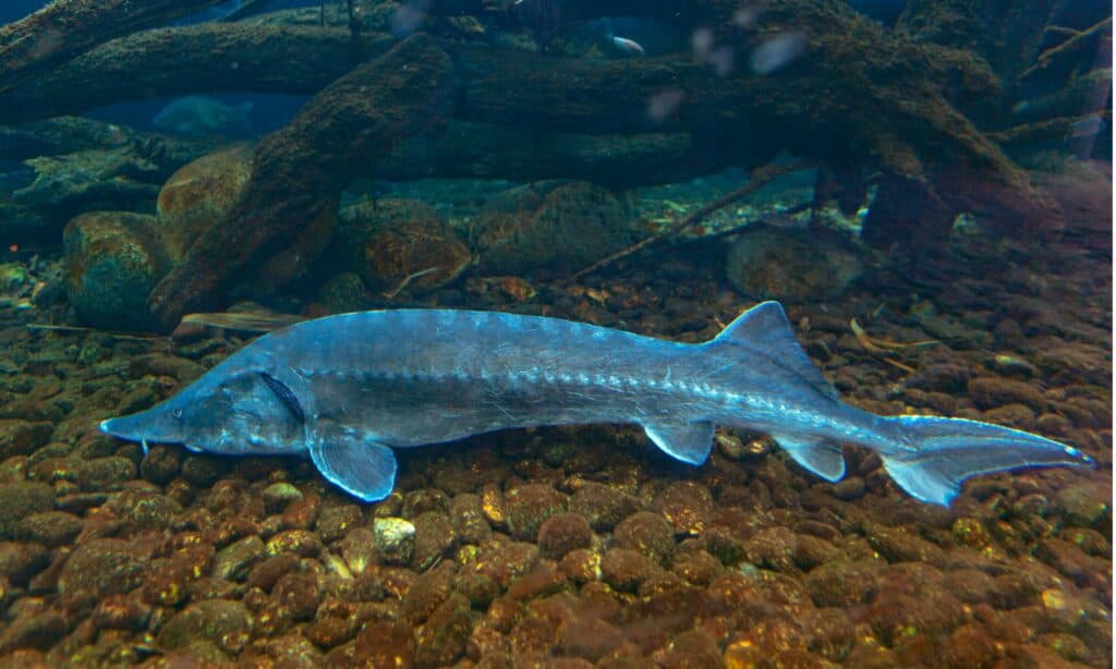 River Monsters: scopri il pesce più grande del fiume Potomac