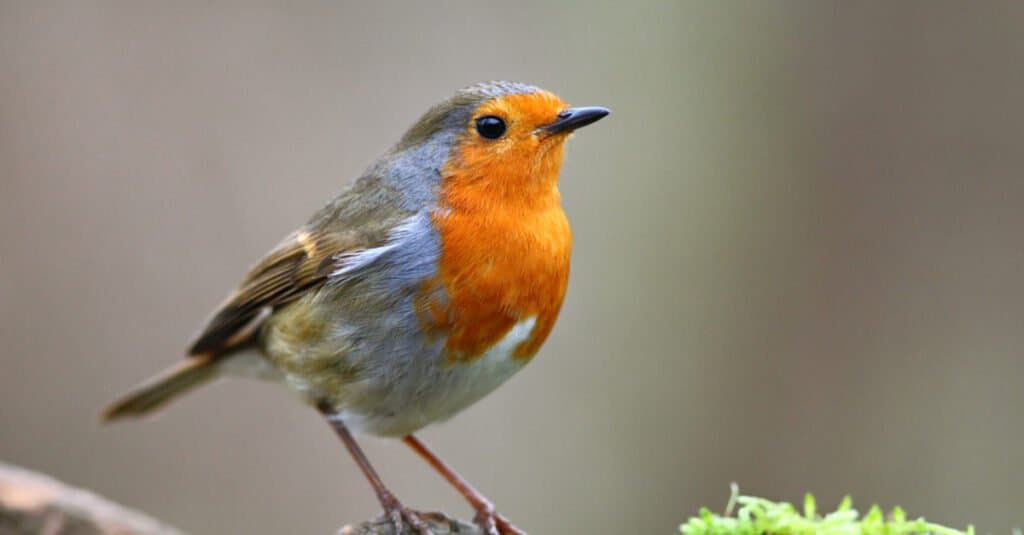 Robin europeo seduto su un ramo.