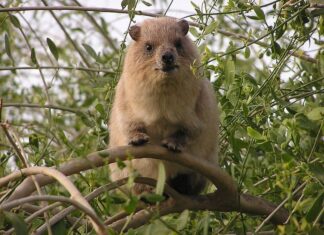 Rock Hyrax
