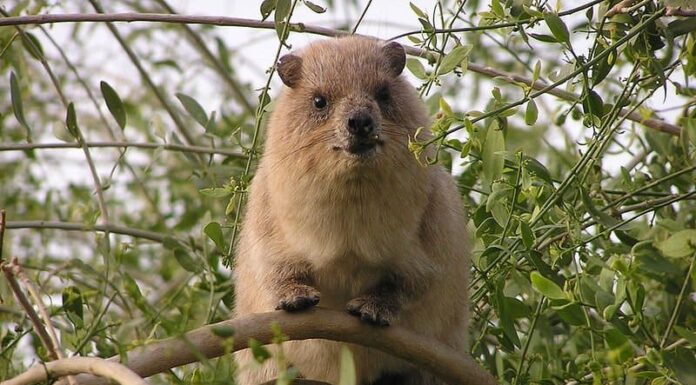 Rock Hyrax
