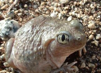 Rospo Spadefoot
