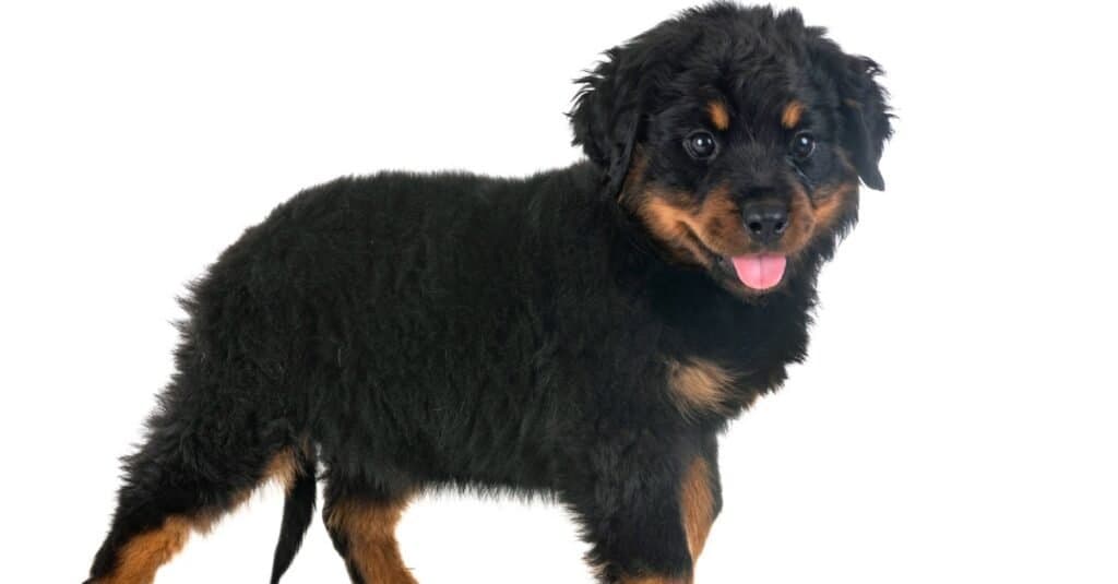 cucciolo isolato di rottweiler a pelo lungo