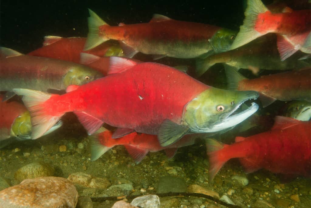 Un rosso brillante di salmone rosso che nuota