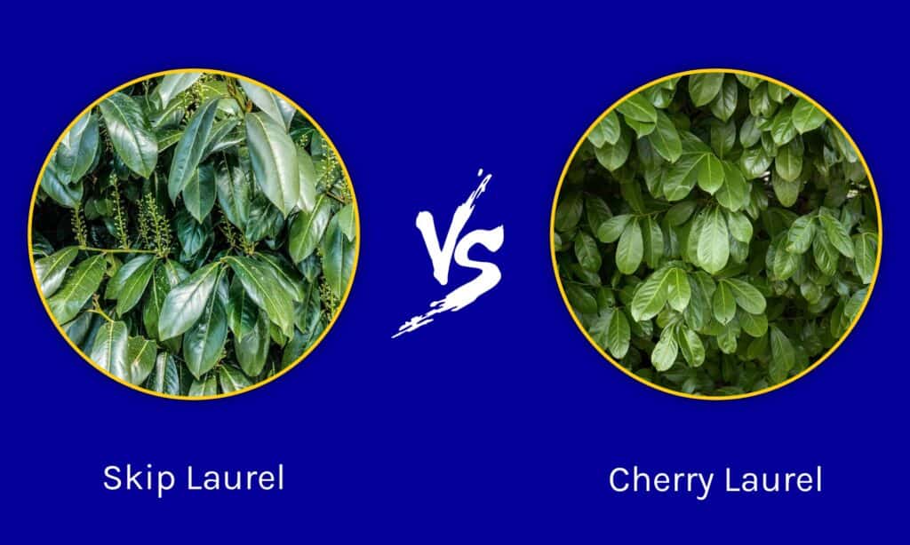 Salta Laurel vs Cherry Laurel