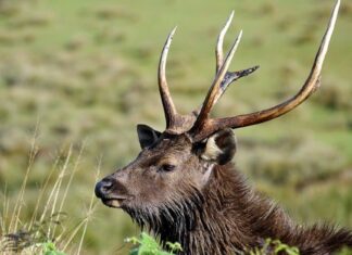 Sambar
