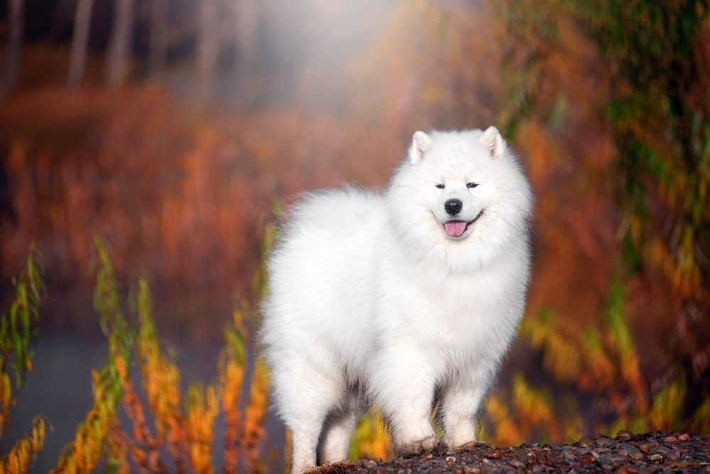 Un grande cane Samoiedo bianco si trova in una bellissima foresta.