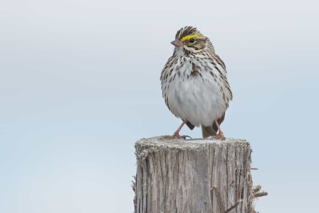 Un Savannah Sparrow su una staccionata in legno