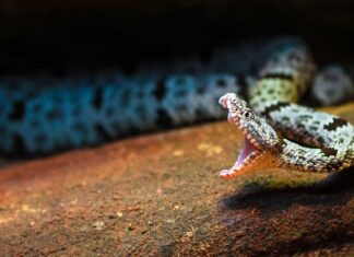 Sbatti le palpebre e ti perderai questo colpo di serpente a sonagli follemente veloce, anche al rallentatore
