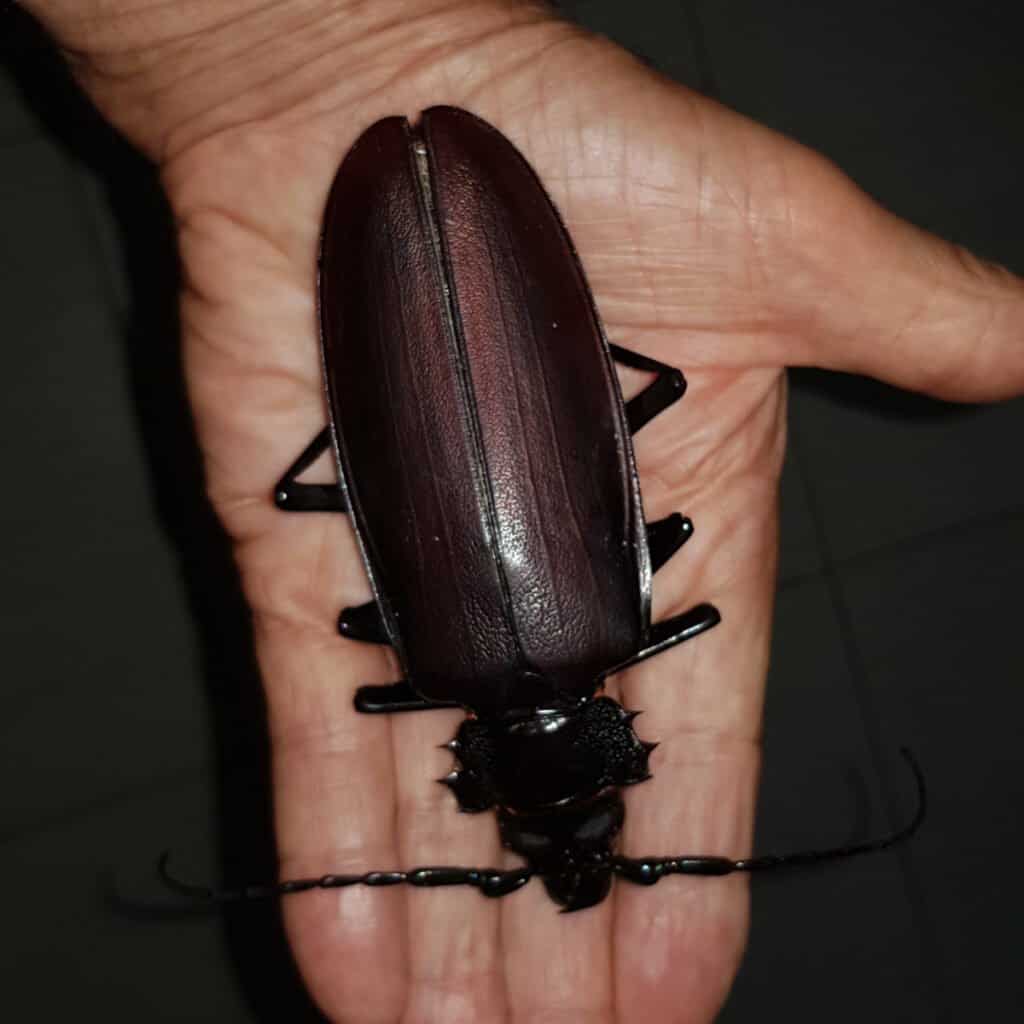 I più grandi coleotteri - Titan Beetle
